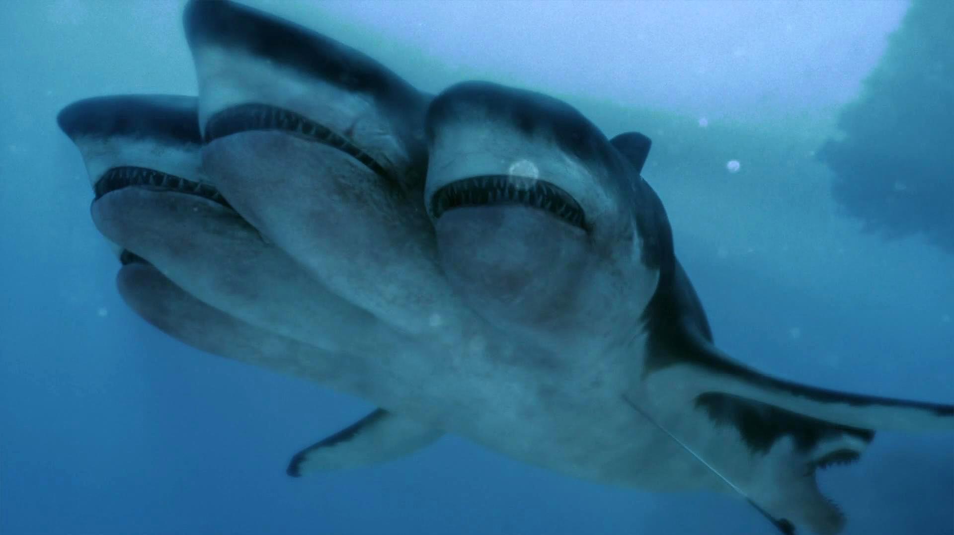 惊险！揭秘海洋之王：七头夺命鲨