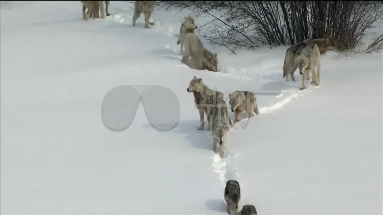 狼群视频：惊心动魄的猎狼瞬间，让你欲罢不能