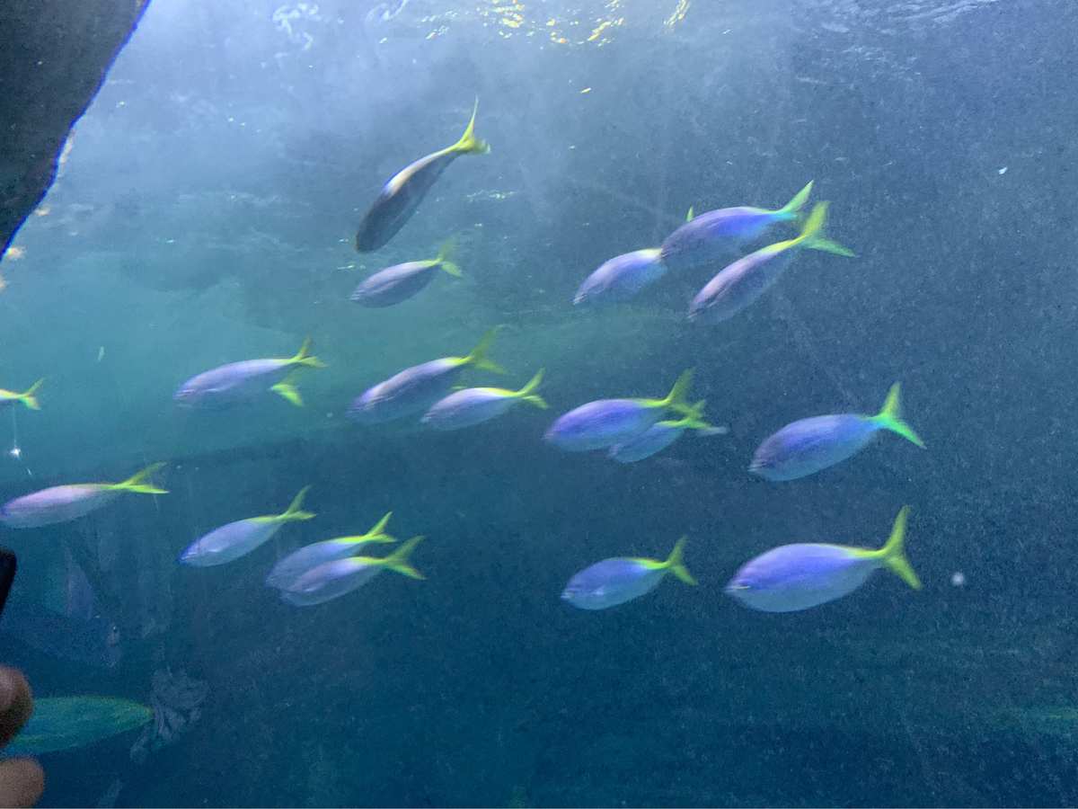 小鱼探险：吃吃吃，畅游海洋世界