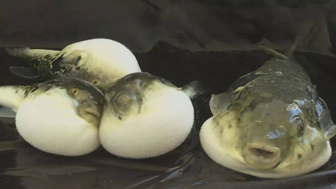 河豚直播第三届滨海国际（微）电影节，惊艳参赛影片