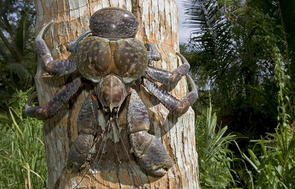 惊艳！海洋中的巨钳蟹，你见过吗？