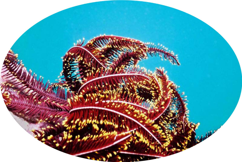 海百合海底谭-潜入神秘海洋，感受海百合的优雅与坚韧，共同保护海洋环境