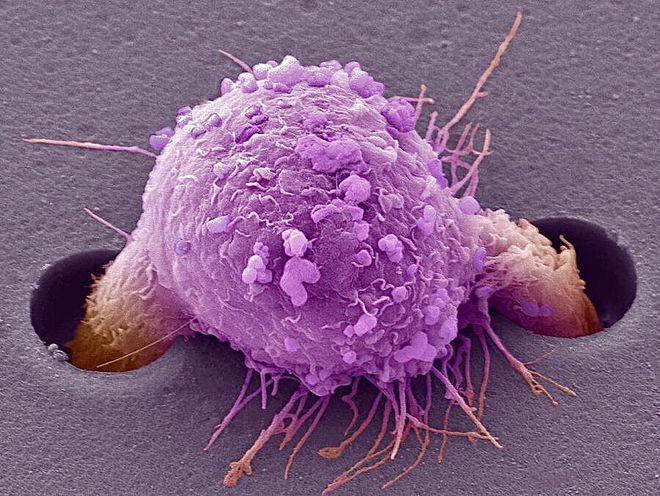 飞鱼丸：海上精灵，味蕾诗人，带你飞跃味觉边界的美食奇迹